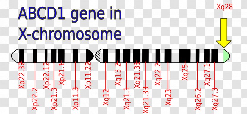 Adrenoleukodystrophy Disease ABCD1 X Chromosome Mutation - Text Transparent PNG