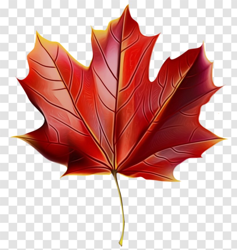 Red Maple Tree - Paint - Beech Soapberry Family Transparent PNG
