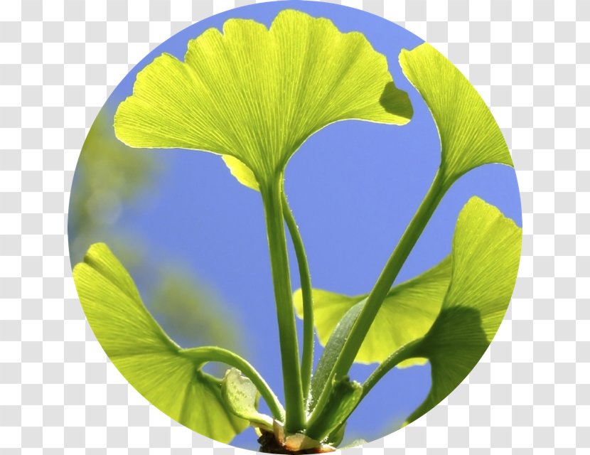 Ginkgo Biloba Herb Food Nutrient Health - Veganism - Milk Spalsh Transparent PNG