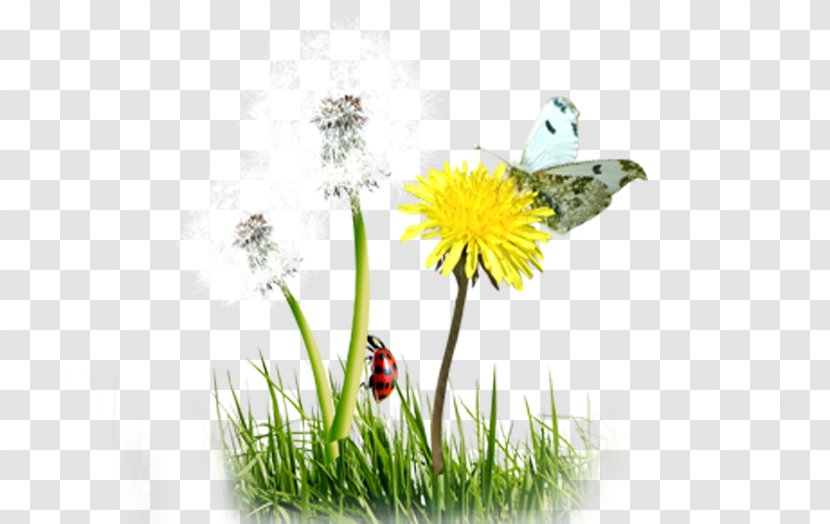 Common Dandelion Butterfly Download - Flowerpot - Creative Transparent PNG