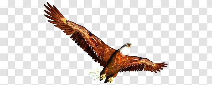 Clip Art - Bird Of Prey - Document Transparent PNG