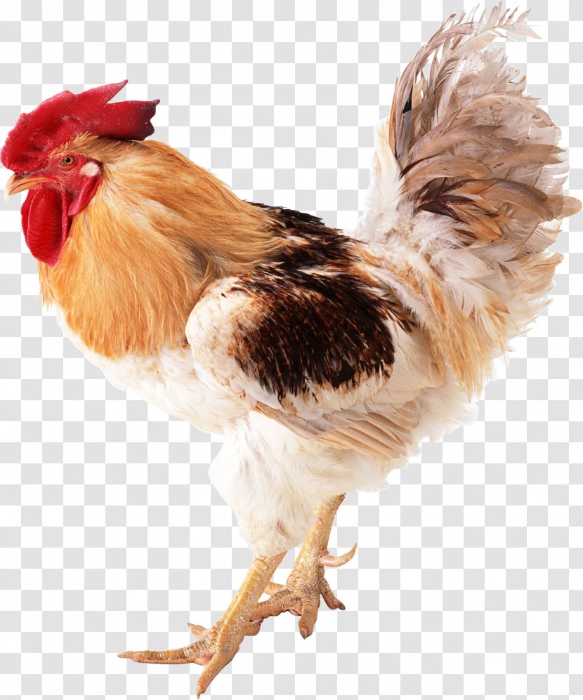 Bird Rooster Domestic Animal Clip Art - Fried Chicken - Cock Transparent PNG