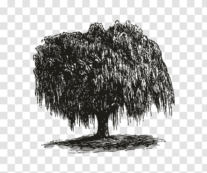 Weeping Willow How To Draw Trees Gift Root - Black And White - Tree Transparent PNG