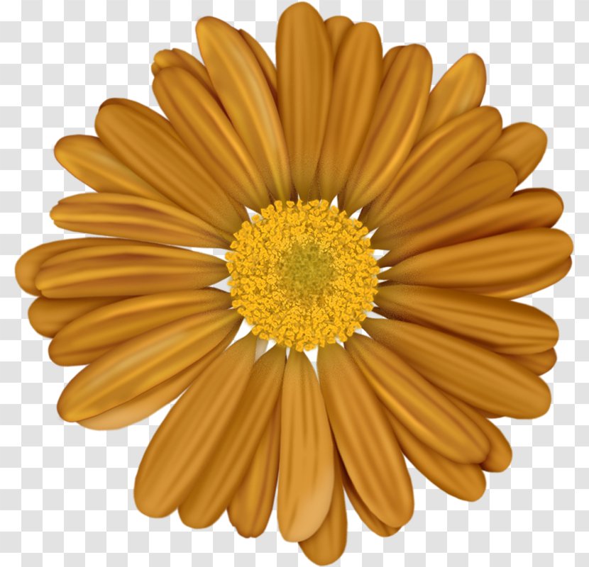 Drawing Of Family - Yellow - Aster Asterales Transparent PNG