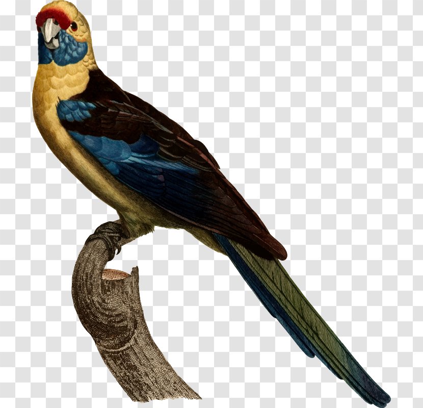 Columbidae Common Wood Pigeon Parrot Bird Affection - Cuculiformes - Clipart Transparent PNG