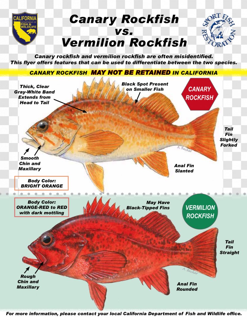Northern Red Snapper Pacific Ocean Perch Canary Rockfish Yelloweye Fishing - Marine Biology Transparent PNG