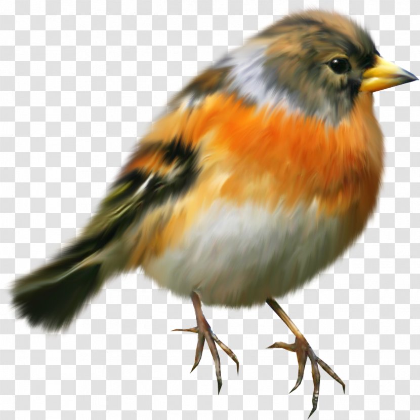 Bird European Robin Painting Clip Art - Emberizidae - Sparrow Transparent PNG