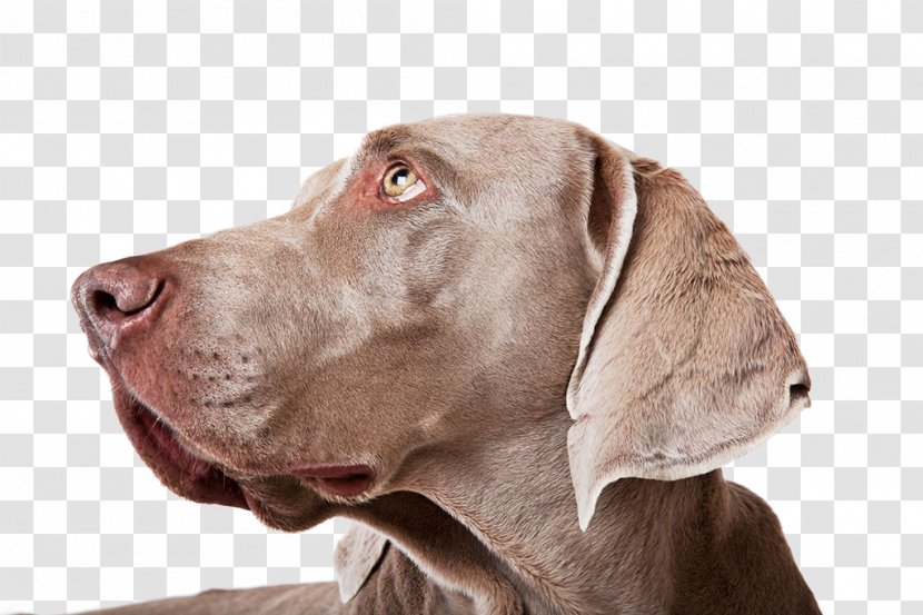 Weimaraner Puppy Dog Breed Stock Photography - Sporting Group - Dog,puppy,pet,animal Transparent PNG
