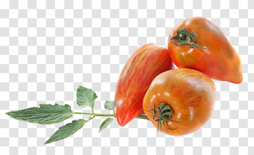 San Marzano Tomato Italian Cuisine Bush Stock Photography Fruit - Food - European Transparent PNG