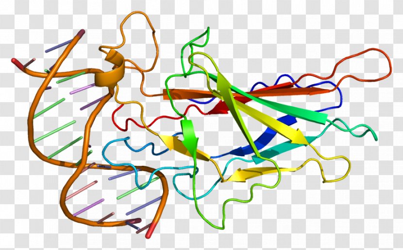 NFATC1 Calcineurin NFAT5 Protein - Frame - Flower Transparent PNG