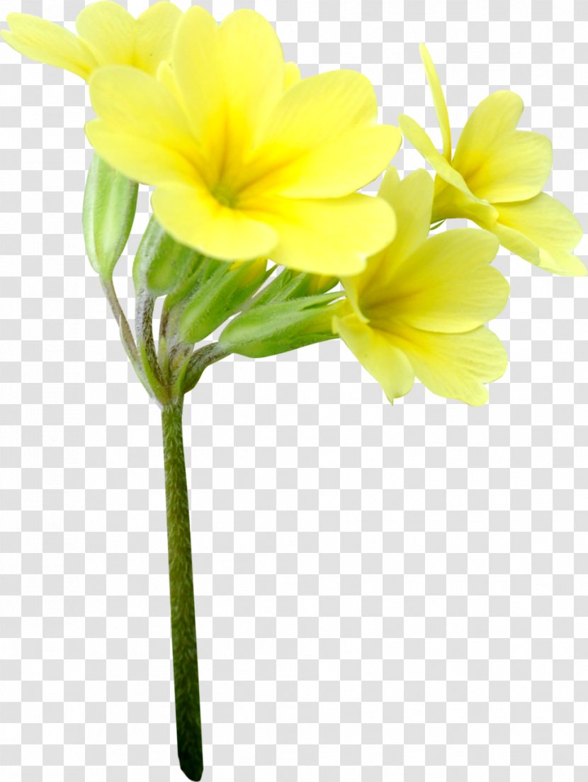 Cut Flowers Floristry Yellow Petal - Art Blog Transparent PNG