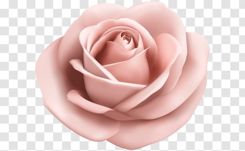 Rose Clip Art - Cut Flowers - Soft Transparent PNG