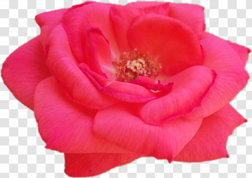 Garden Roses Cabbage Rose Floribunda Cut Flowers Petal - Summer Wood Pink Transparent PNG