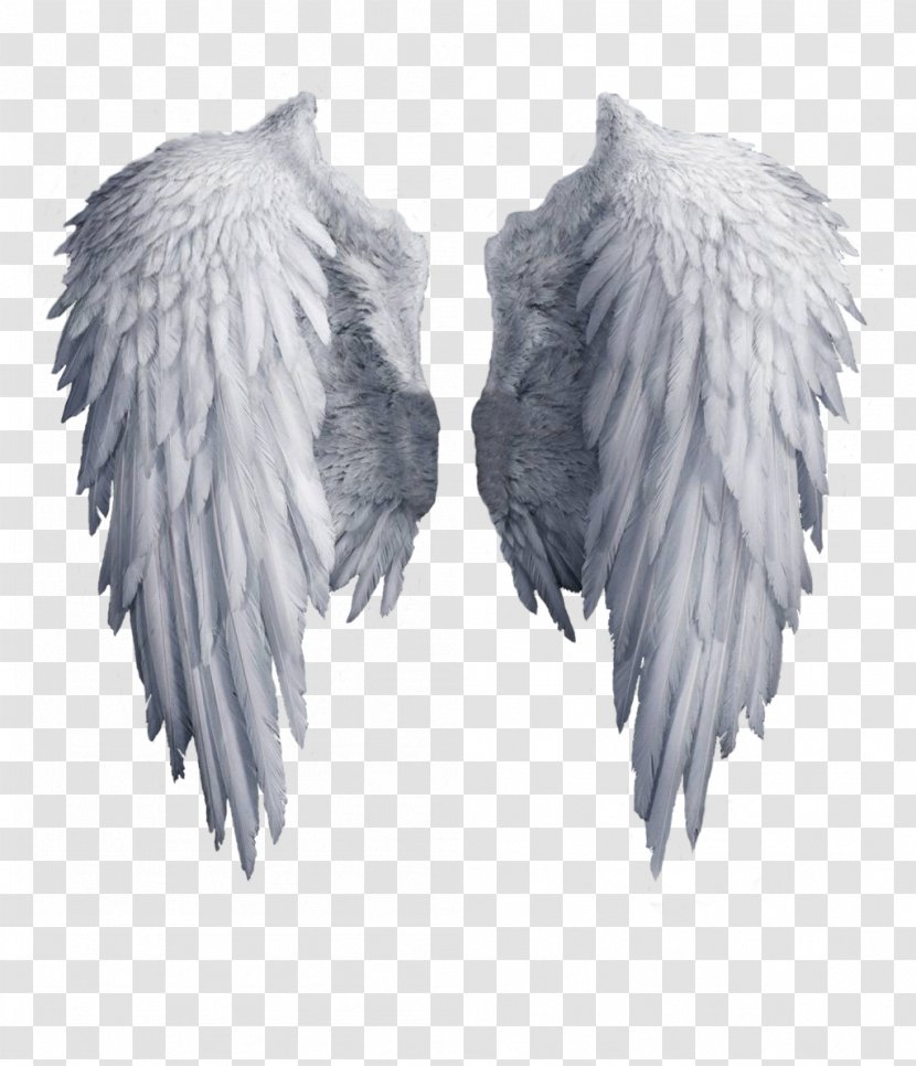 Angel Wing Clip Art - Feather - White Wings Transparent PNG