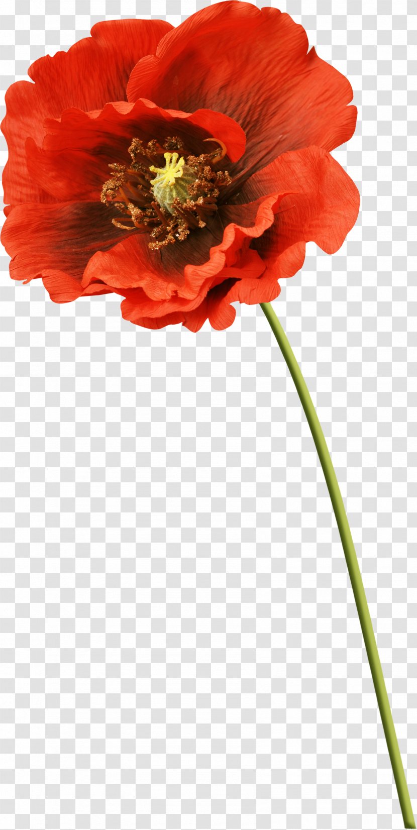 Flower Picture Frames Poppy Clip Art - Cut Flowers Transparent PNG