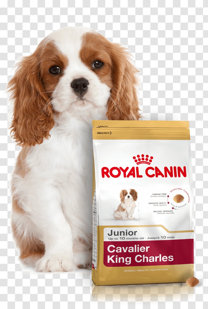 Cavalier King Charles Spaniel Puppy English Cocker Dog Food - Breed Transparent PNG