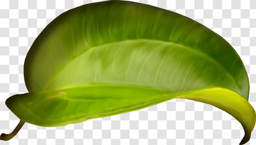 Leaflet Plant Stem Abscission - Liana - Dandelion Transparent PNG
