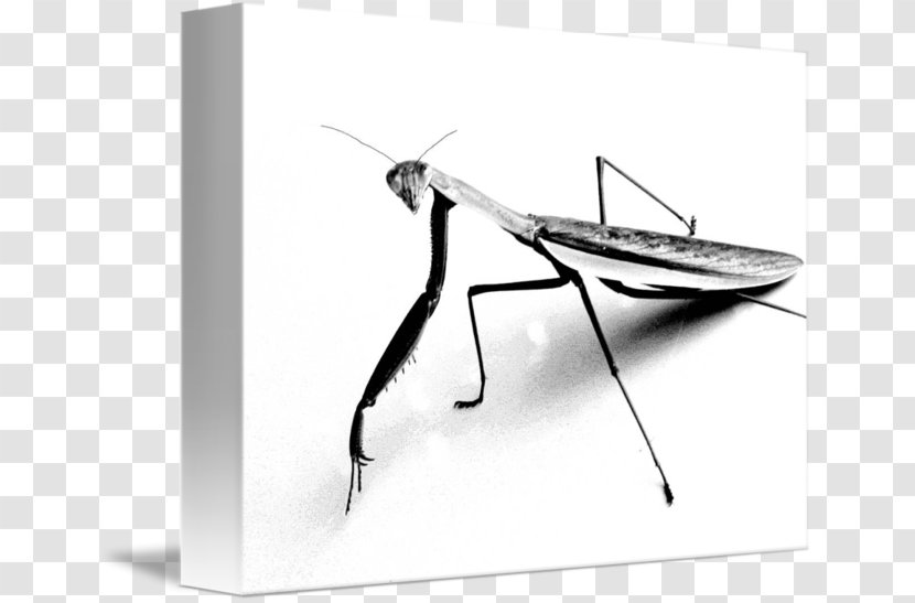 Mantis T-shirt Drawing Sketch - Art Transparent PNG