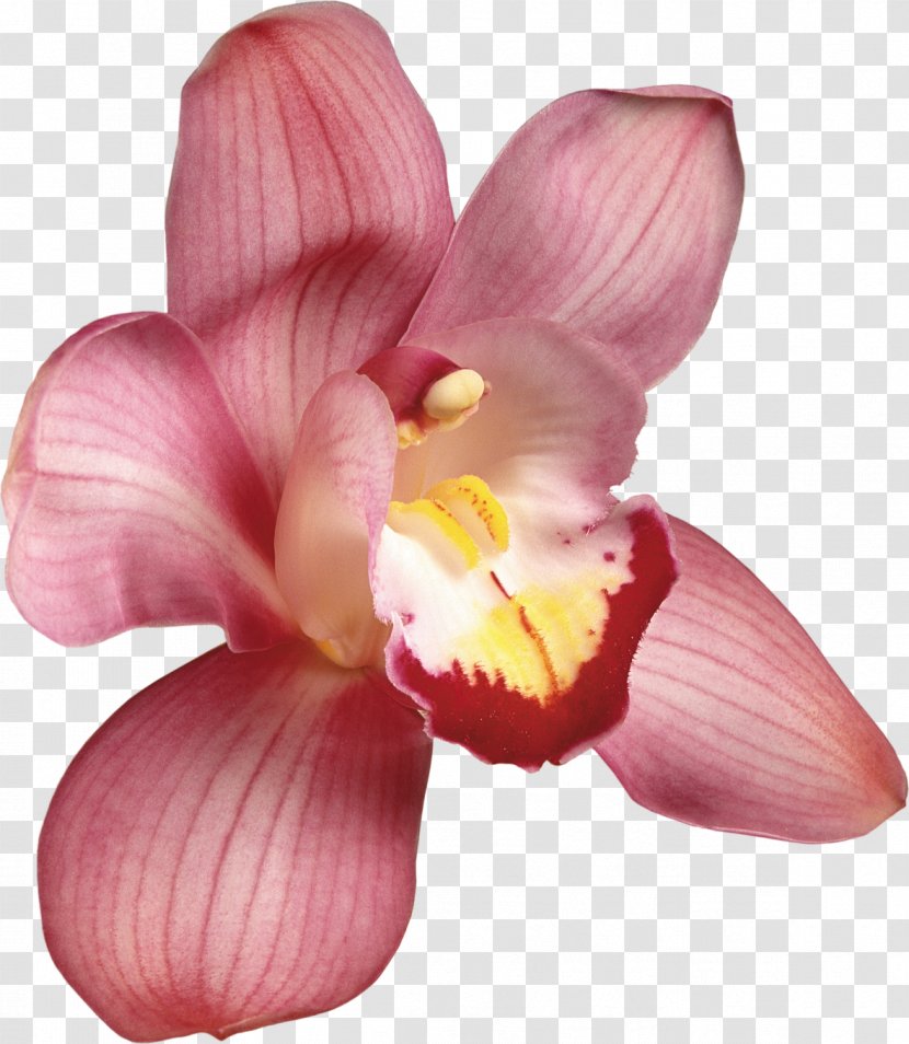 Cut Flowers Moth Orchids Cattleya - Pink - Hibiscus Flower Transparent PNG
