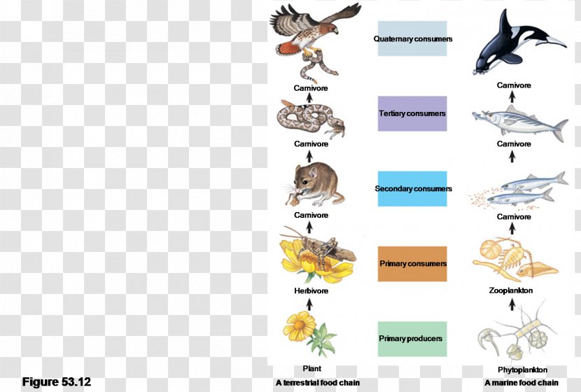 Food Chain Web Organism Primary Producers Trophic Level - Ecology - Energy Transparent PNG