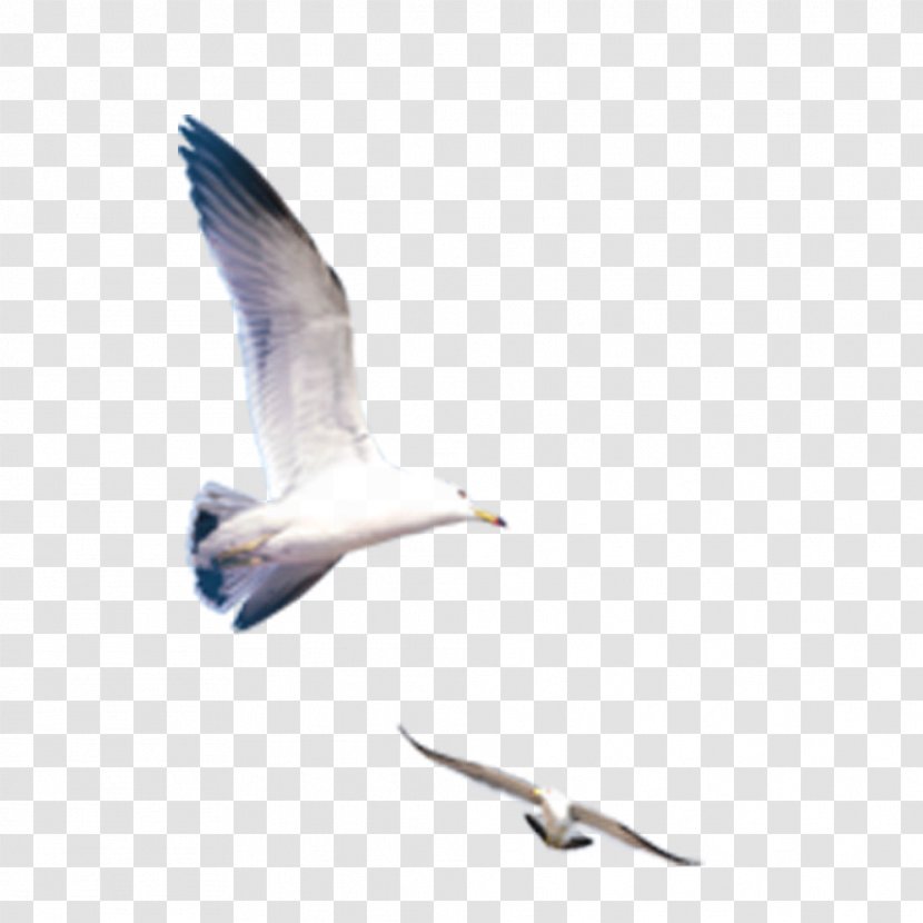 Icon - Bird - Seagull Transparent PNG