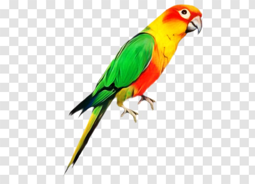 Budgerigar Bird Parakeet Parrots Pet - Lorikeet - Beak Transparent PNG