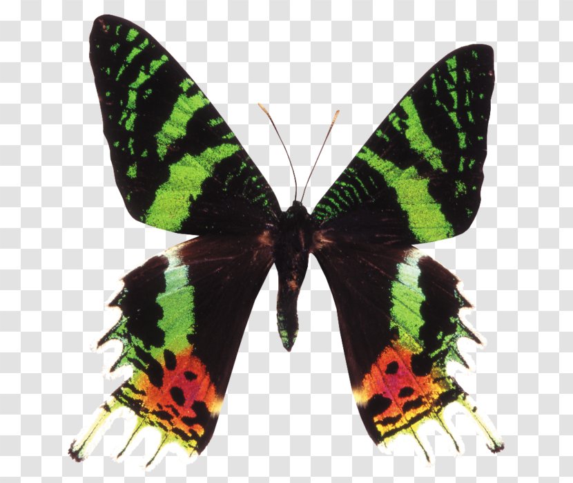 Butterfly Papilio Blumei Demoleus Chrysiridia Rhipheus Stock Photography - Arthropod Transparent PNG