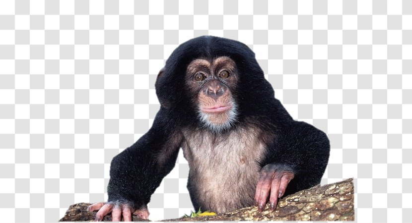 Gorilla Chimpanzee Material Culture: Implications For Human Evolution Uncommon Animals Rare Species Transparent PNG