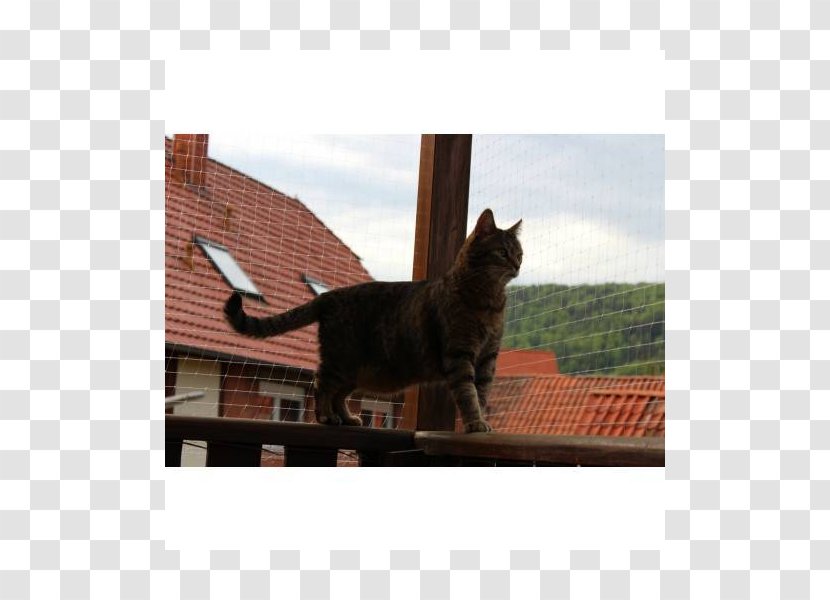 Whiskers Cat Property Snout Picture Frames Transparent PNG