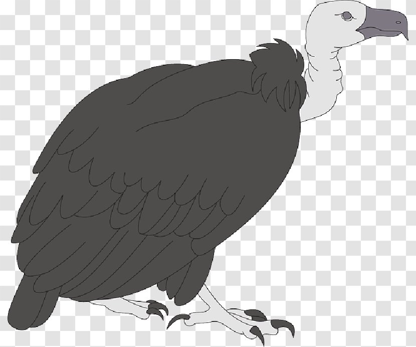 Turkey Vulture Clip Art Bird - Of Prey - Falconiformes Transparent PNG
