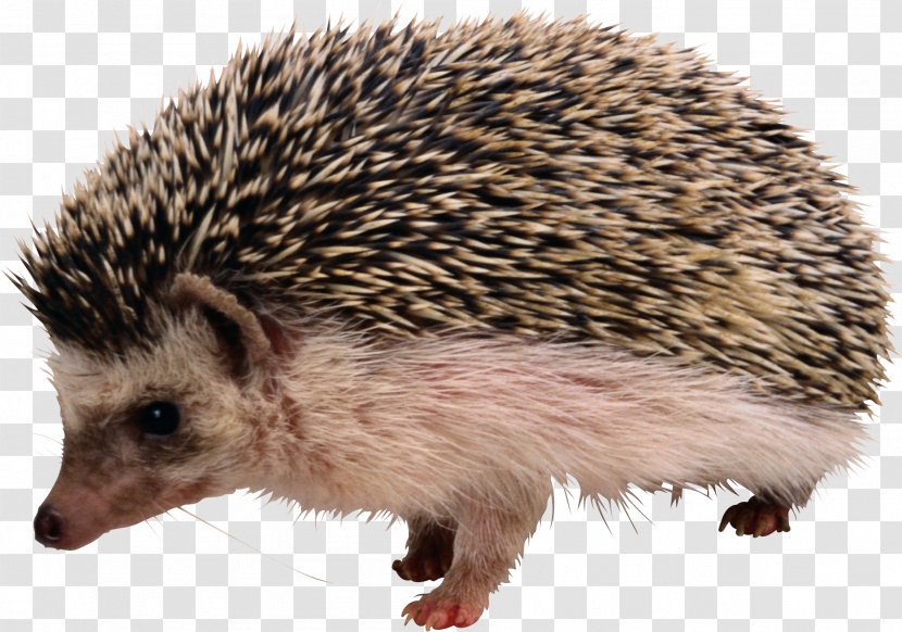 Rodent The Hedgehog And Fox Shrew European Porcupine - Fur - Clipart Transparent PNG
