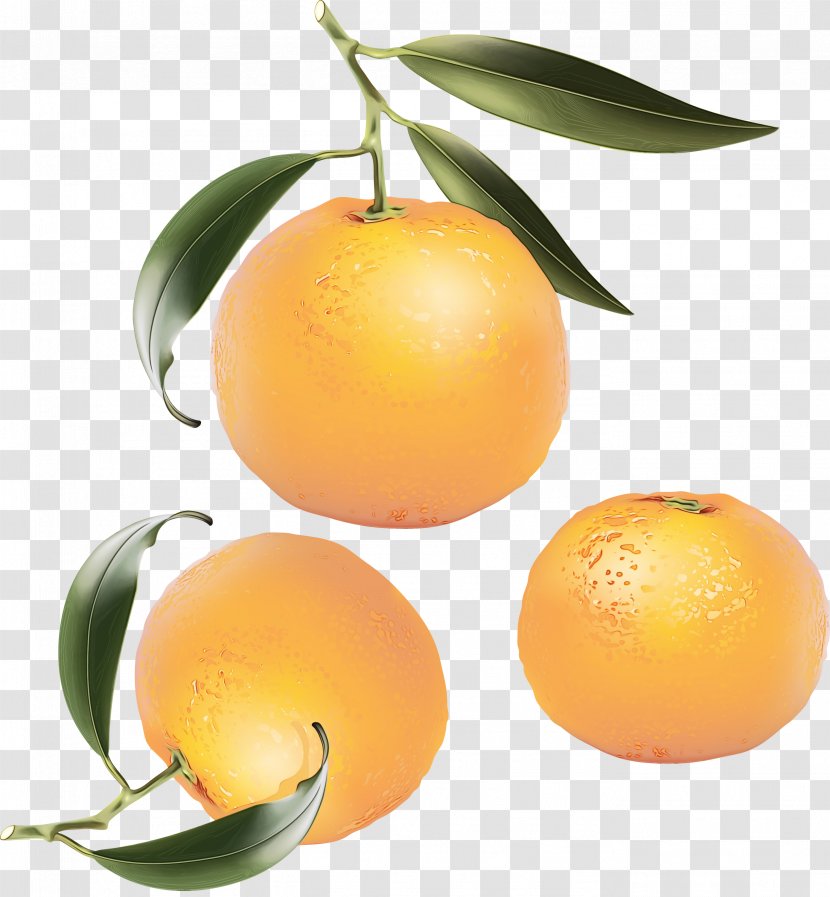 Lemon Tree - Meyer - Citric Acid Transparent PNG