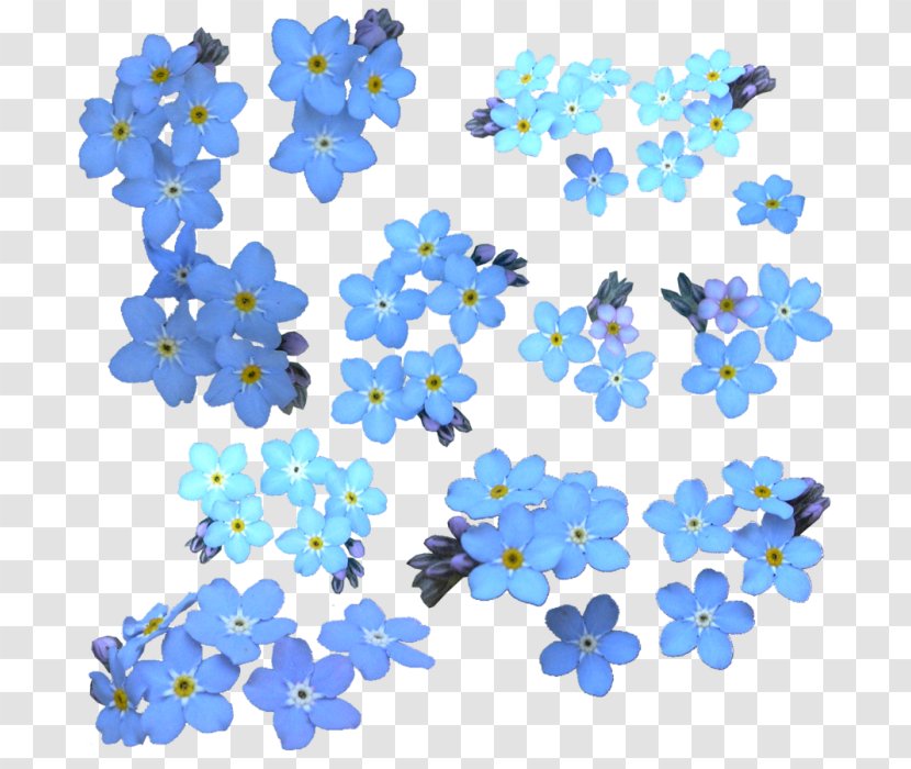 Water Forget-Me-Not Clip Art - Borage Family - Design Transparent PNG