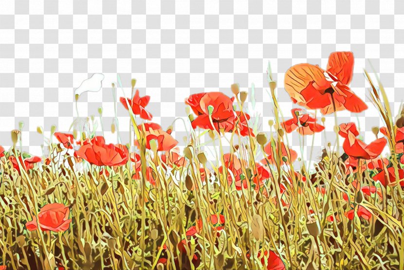 Coquelicot Field Flower Poppy Plant - Wildflower Family Transparent PNG