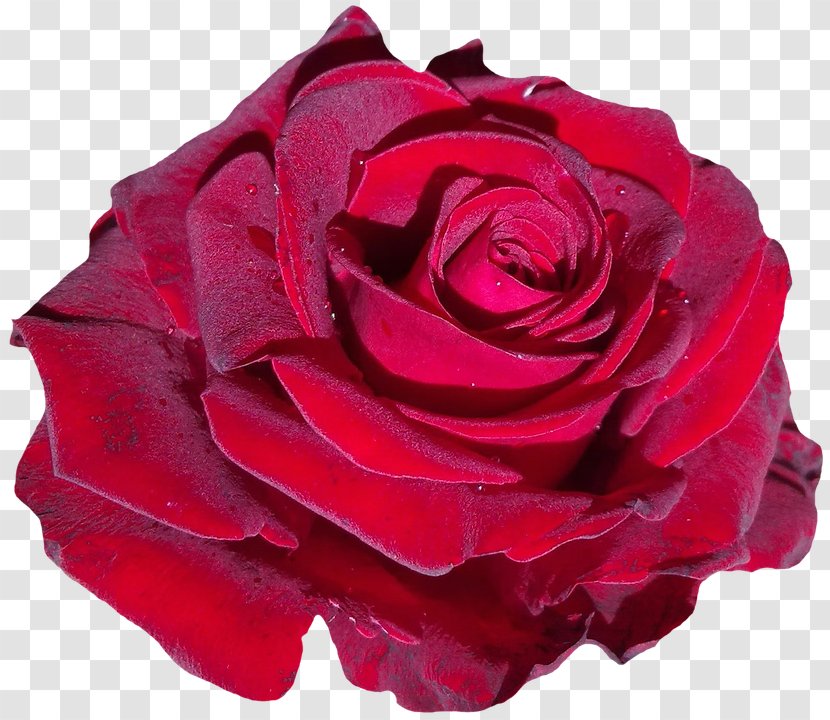 Red Flower Garden Roses Pink - Centifolia - Olivia Wilde Transparent PNG