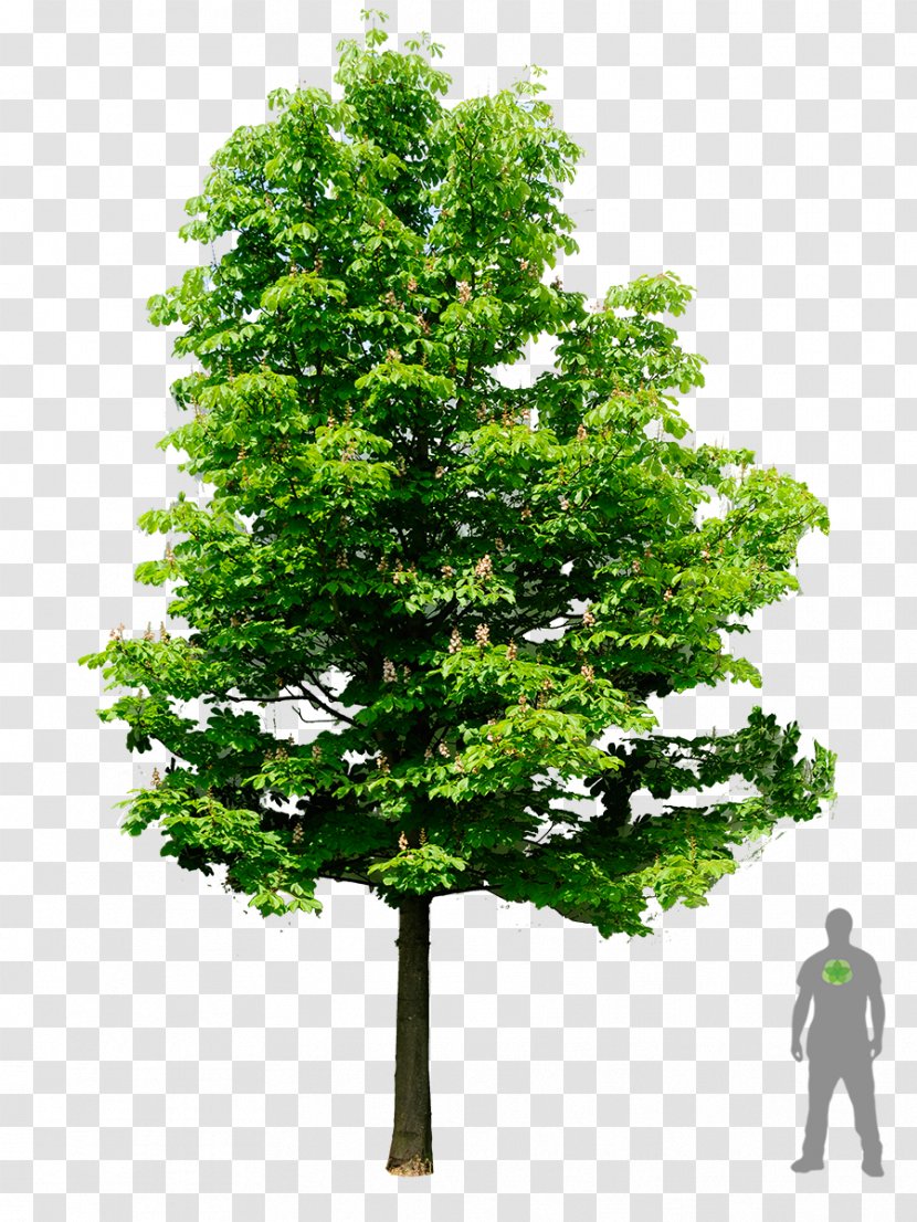 European Horse-chestnut Tree Oak Architecture - Plant - Rhododendron Transparent PNG