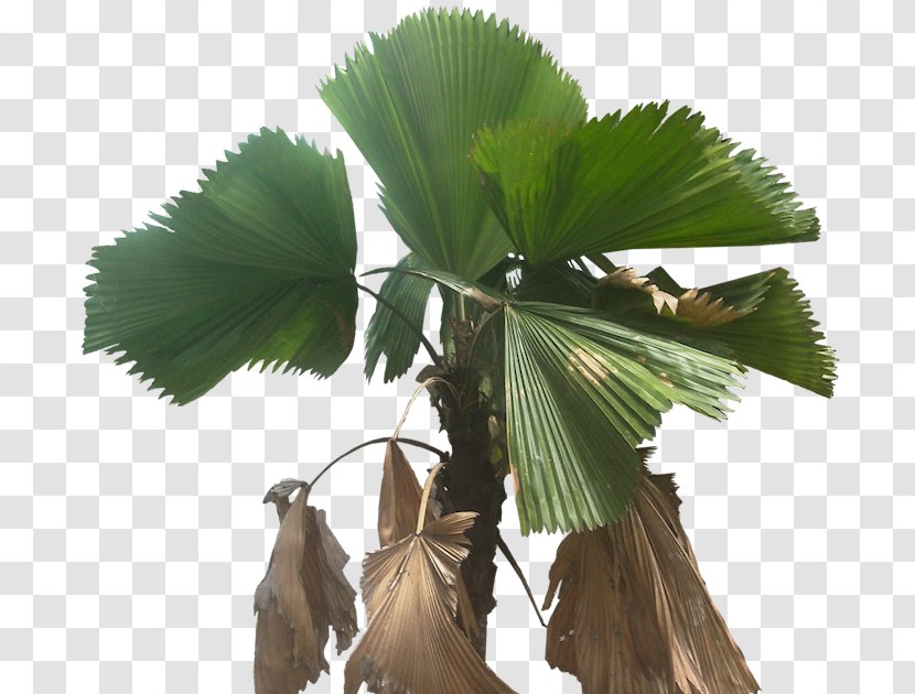 Asian Palmyra Palm Arecaceae Licuala Grandis Fan-leaved Palms Plant - Tree Transparent PNG
