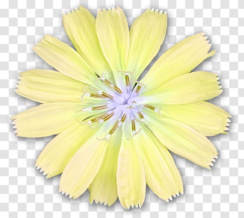 Petal Cut Flowers - Flower Transparent PNG