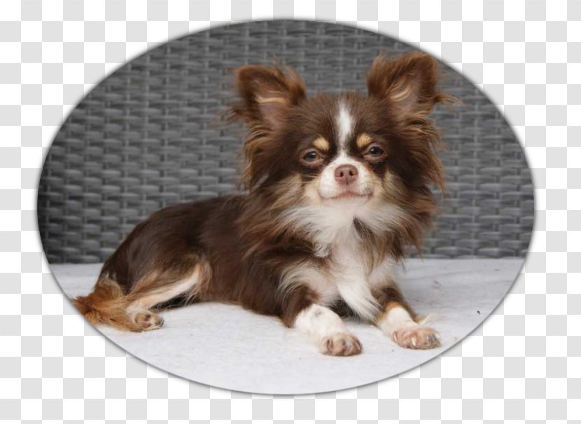 Chihuahua Puppy Dog Breed Companion Toy Transparent PNG
