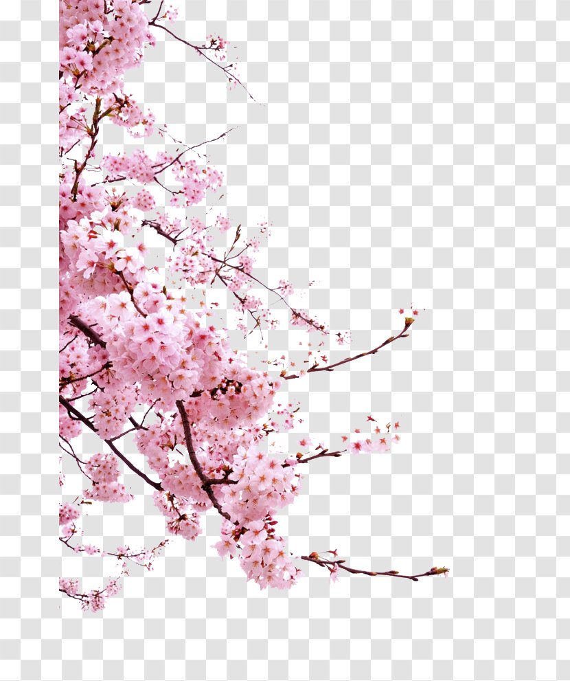 Cherry Blossom Cerasus Icon - Stock Photography - Pink Branches Decoration Transparent PNG