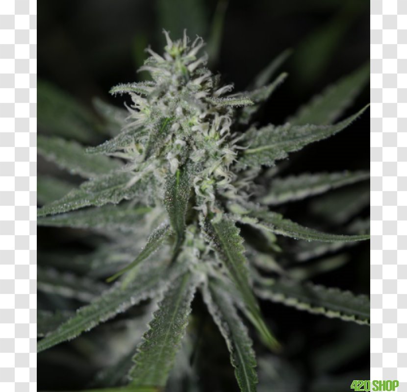 Autoflowering Cannabis Seed Skunk Grow Shop - Cannabidiol Transparent PNG