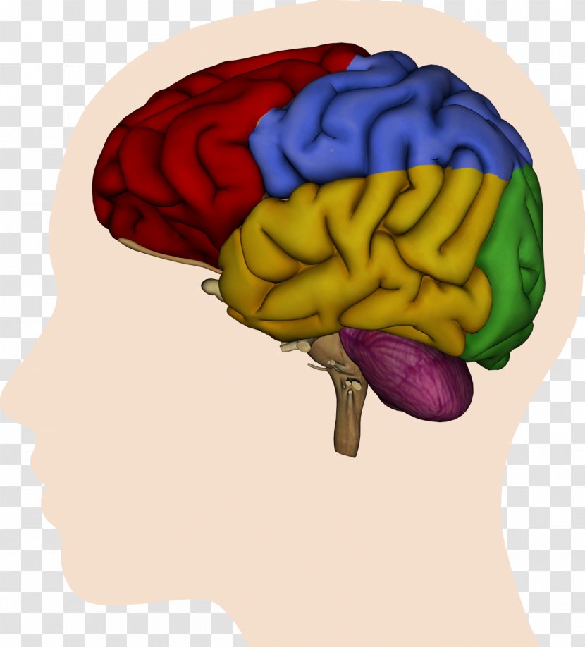 Human Brain Cerebral Hemisphere Lateralization Of Function Parietal Lobe - Watercolor - The Transparent PNG