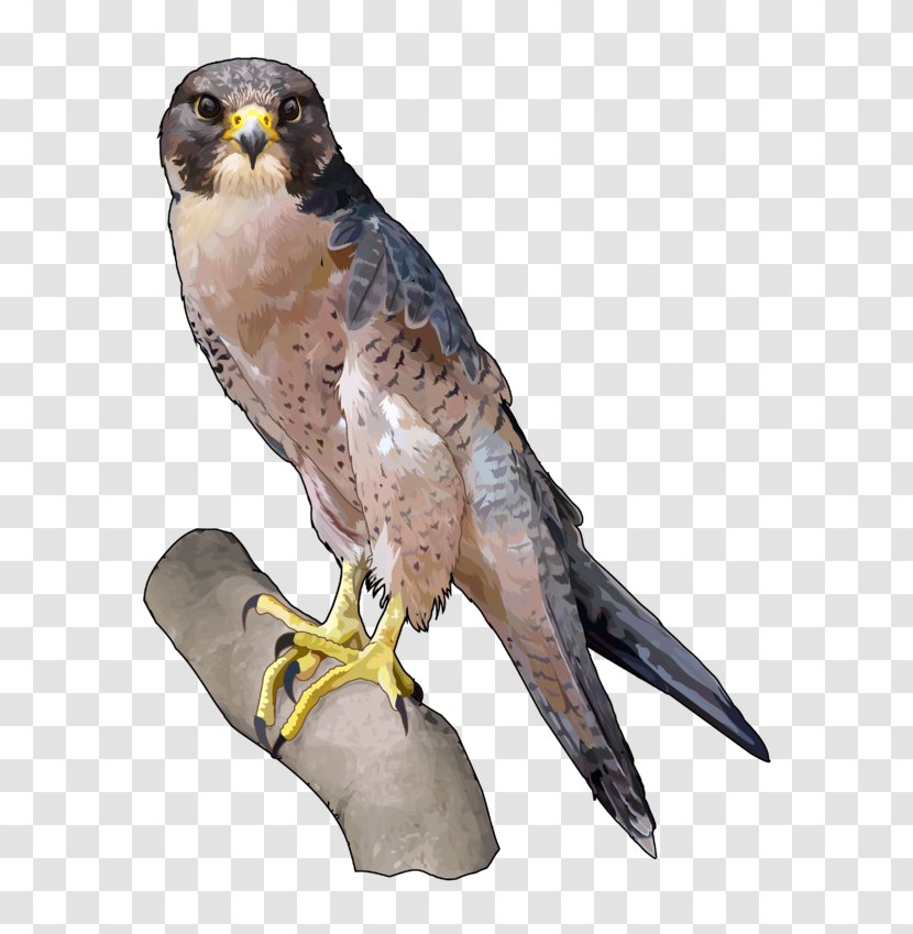 Barbary Falcon Peregrine Falconiformes Hawk Owl Transparent PNG