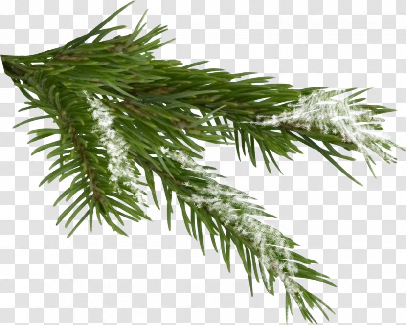 Tree Spruce Clip Art - New Year - Fir-tree Transparent PNG