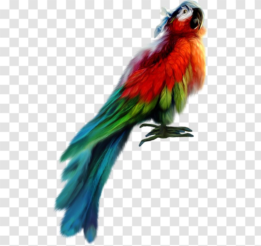 Piracy Bird Parrot Clip Art - Fauna Transparent PNG