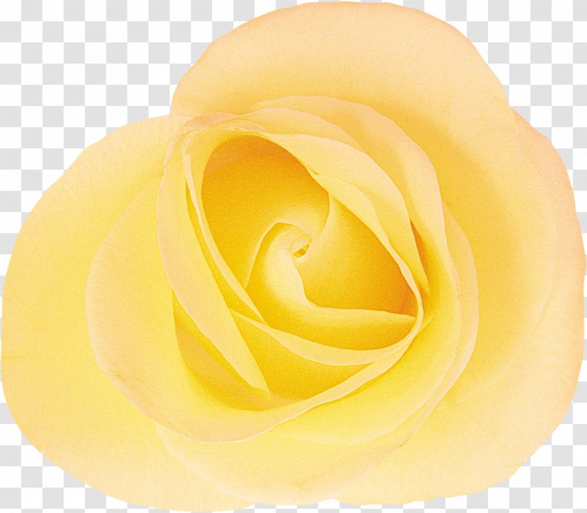 Garden Roses Cut Flowers Rosaceae - Yellow Rose Transparent PNG