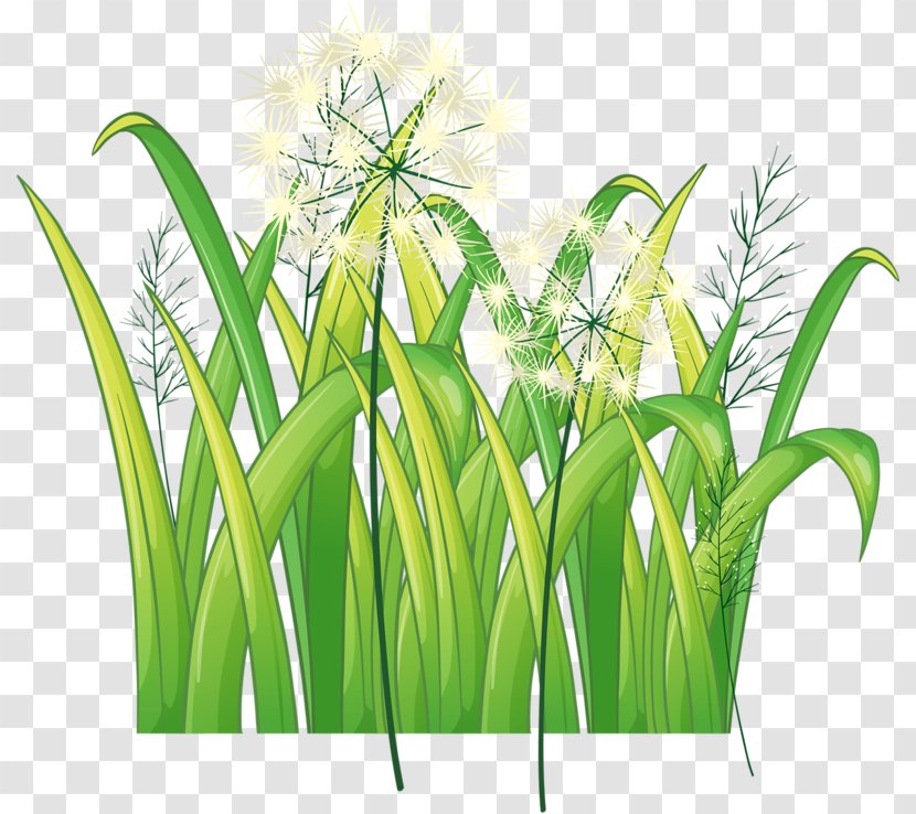 Dandelion - Flowerpot - Green Transparent PNG