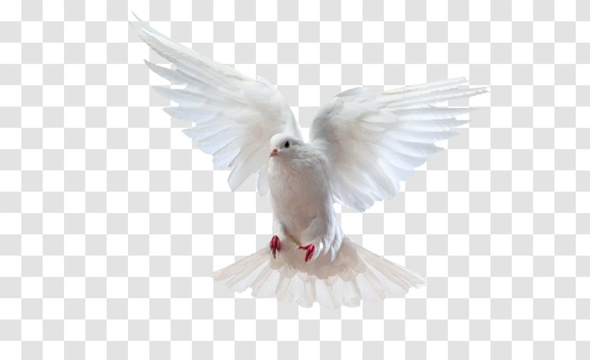 Rock Dove Homing Pigeon Columbidae - Bird - Puchi Flying Transparent PNG