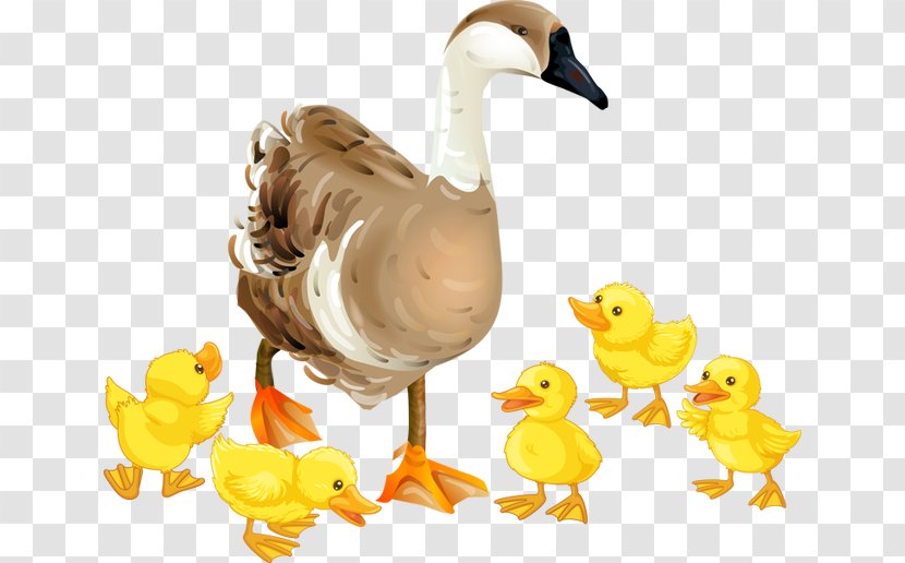 Domestic Goose Clip Art - Livestock Transparent PNG