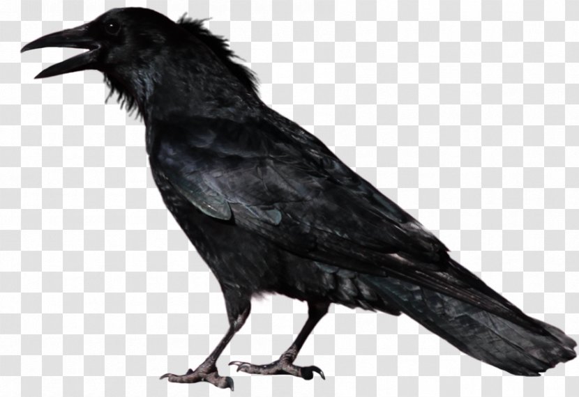 Common Raven Crow Transparency Image - Perching Bird Transparent PNG